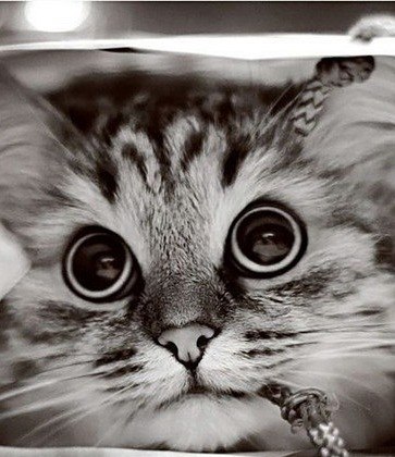 Дима Казак | 