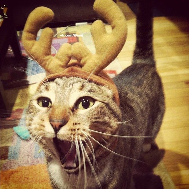 Мариам Мартиросян | Санкт-Петербург