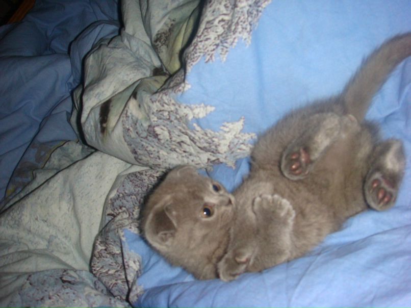 Даниэль Аманов | Лиманское