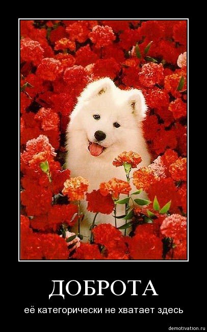 Павел Приходько | Шелаболиха