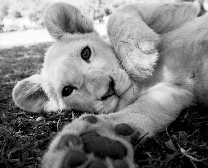 Ольга Мальцева | 