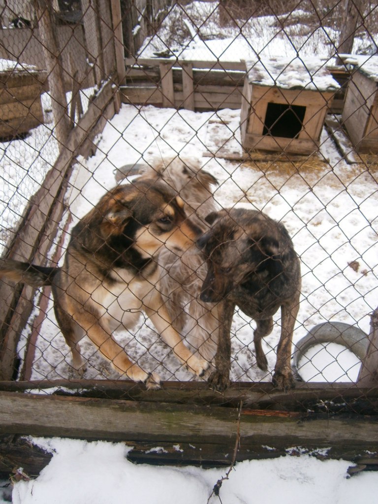 Олександр Брижко | Киев