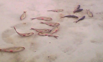 Макс Плеханов | Санкт-Петербург