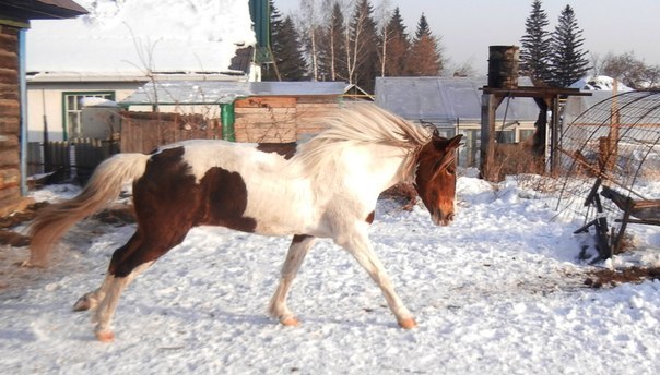 Ирина Мамонова | Новосибирск