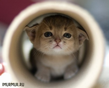 Алексей Пригорницкий | Первомайск