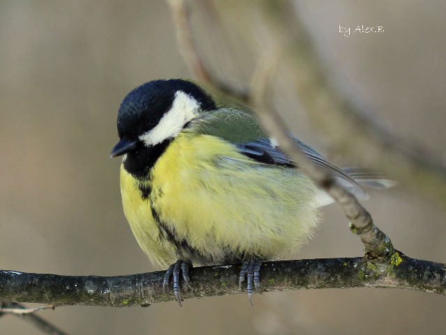 Елена Порубай | 