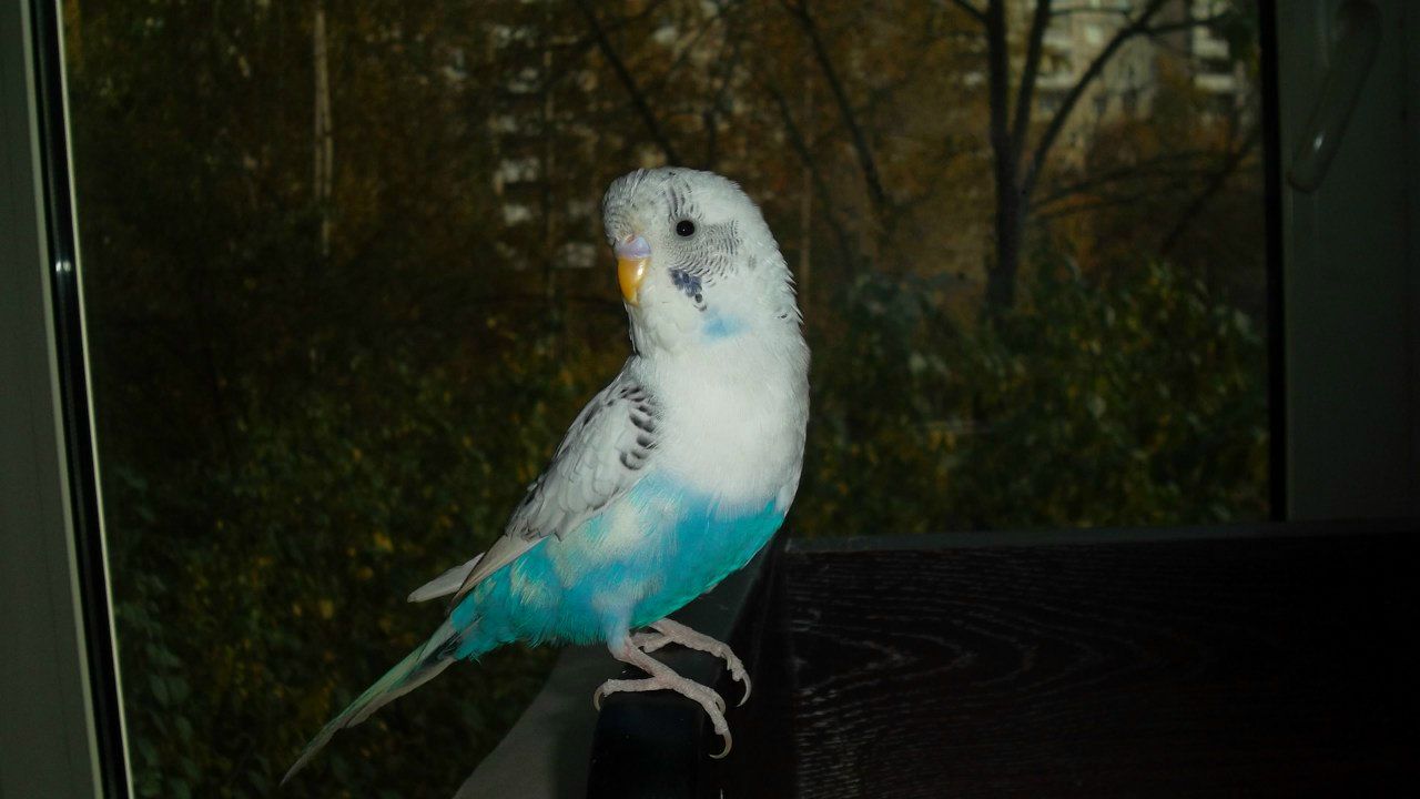 Владимир Фёдоров | Санкт-Петербург