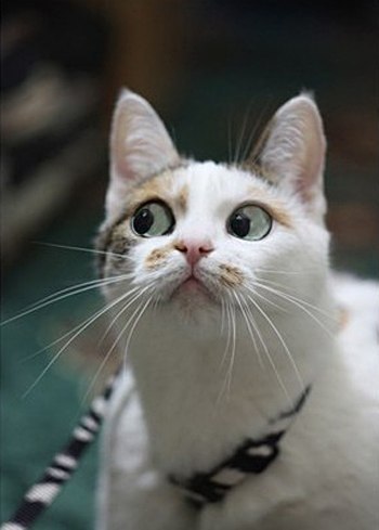 Константин Котов | Москва