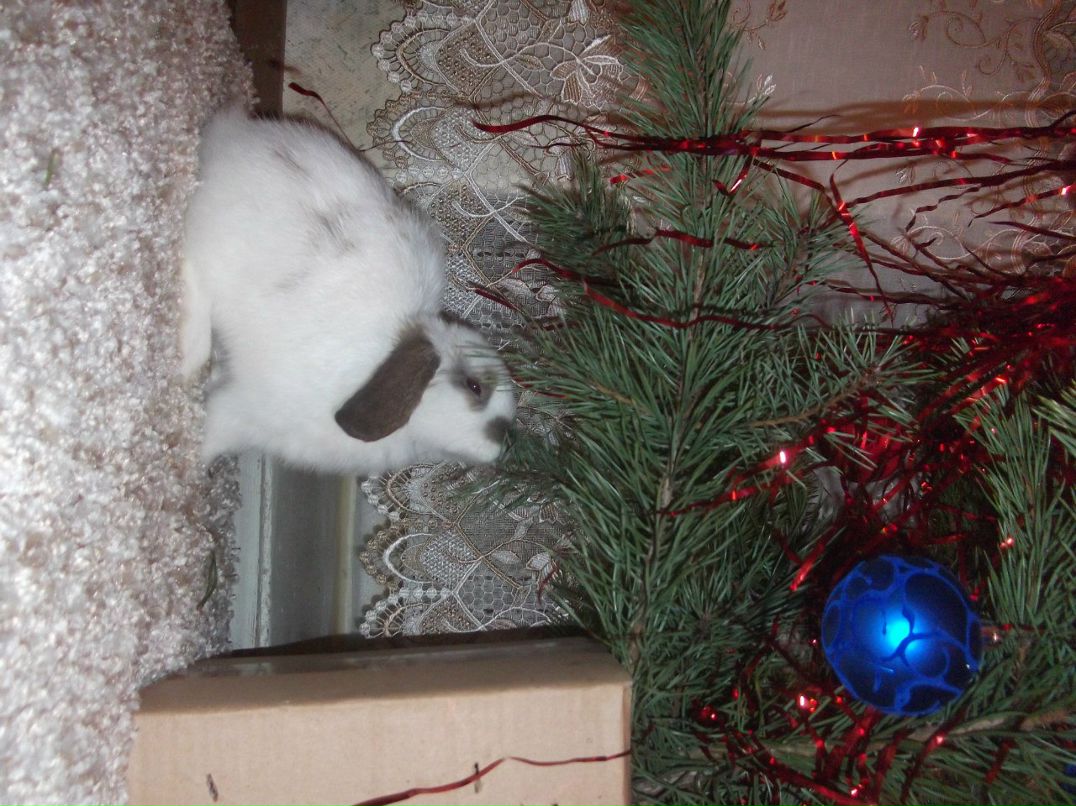 Алина Петрова | Бежаницы