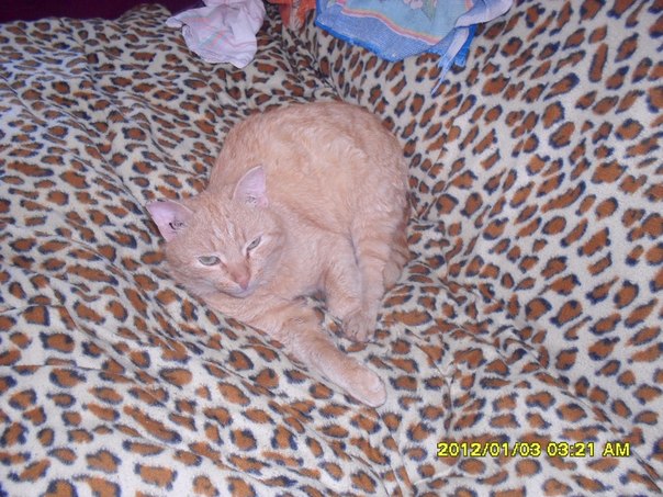 №6, Олег Морщанский, 36 лет, Новосибирск №6, Олег Морщанский, 36 лет, Новосибирск