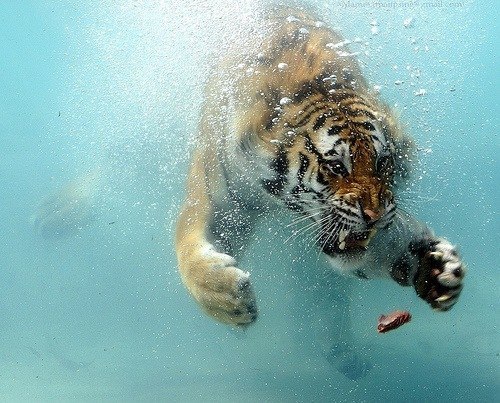 Сергій Малиняк | 