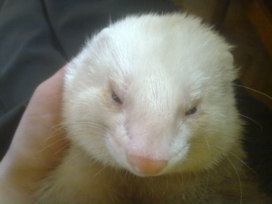 Анастасия Павлова | 