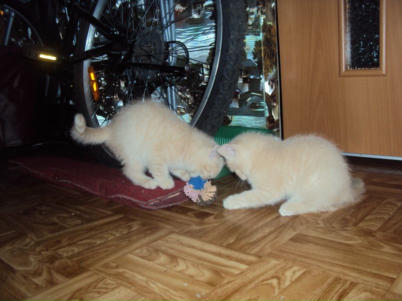 Ирина Тюменева | Новокузнецк