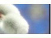 Анна Тимченко | Боярка