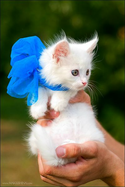 №139, Ирина Сокова, 41 год, Санкт-Петербург №139, Ирина Сокова, 41 год, Санкт-Петербург