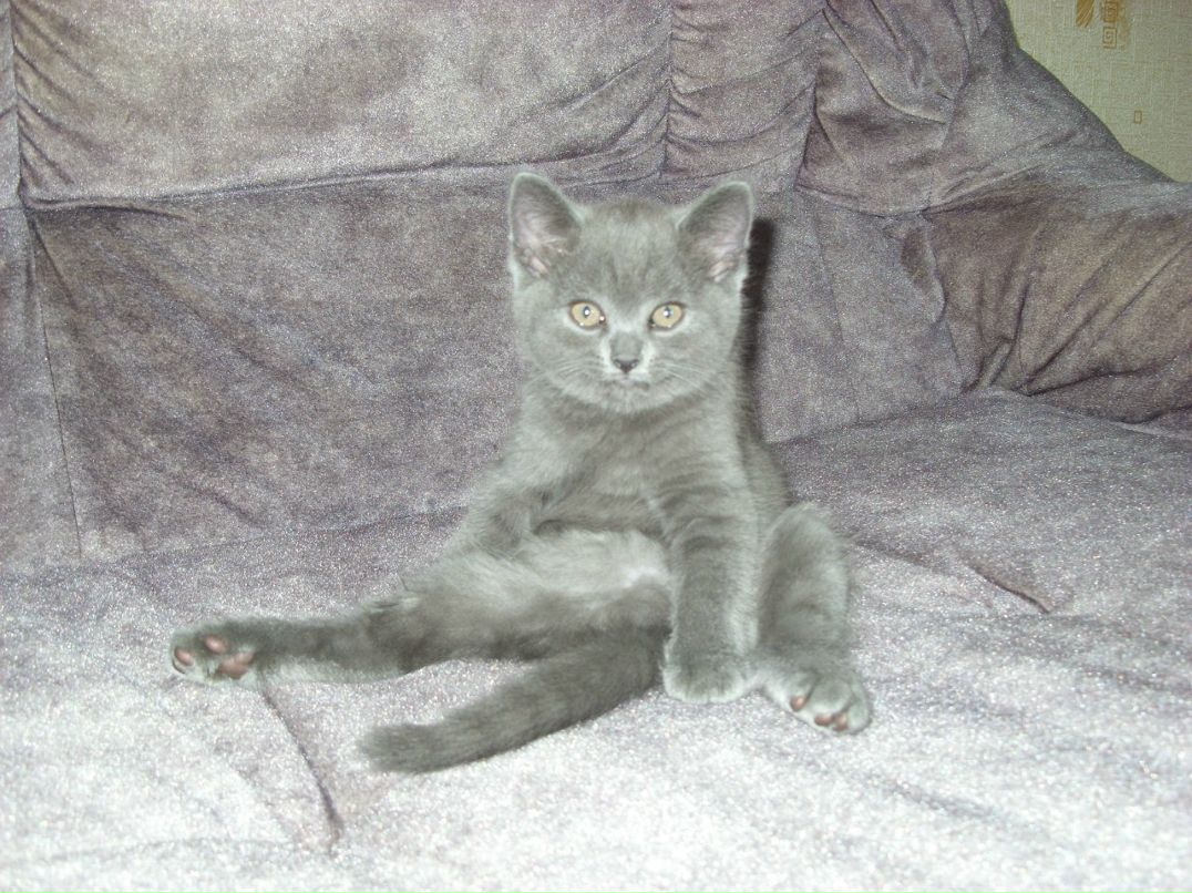 Александр Долин | Санкт-Петербург