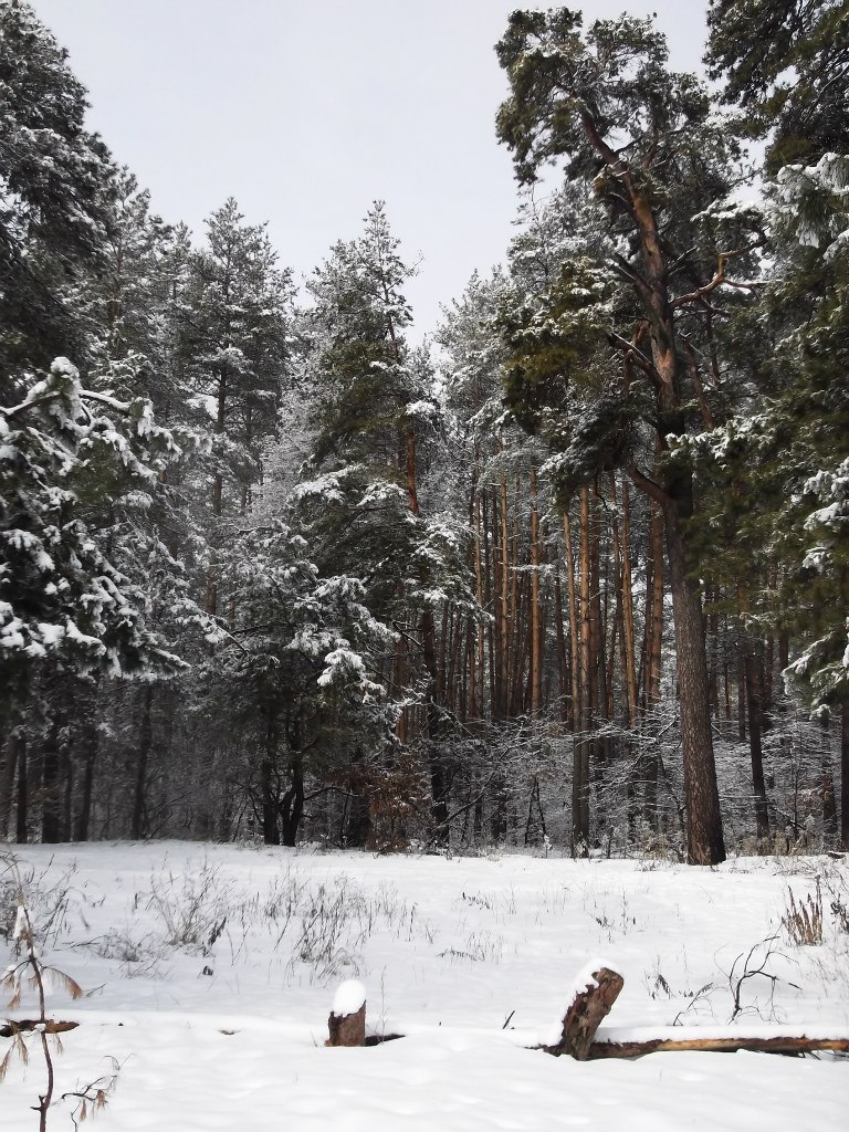 Руслан Тимошик | Княжичи