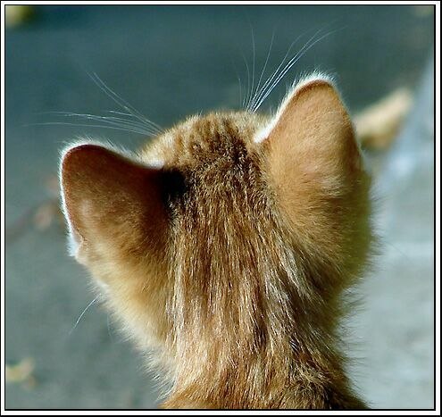 Карина Романова | Тюмень