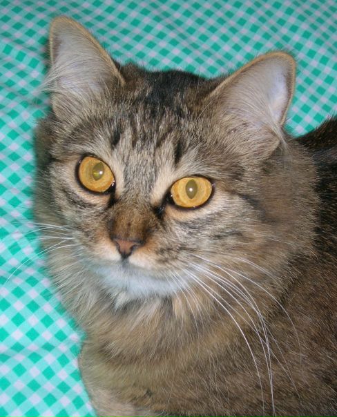 №94, Инна Сорока, 44 года, Коростень №94, Инна Сорока, 44 года, Коростень