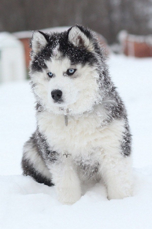 Sasha Peev | Николаев