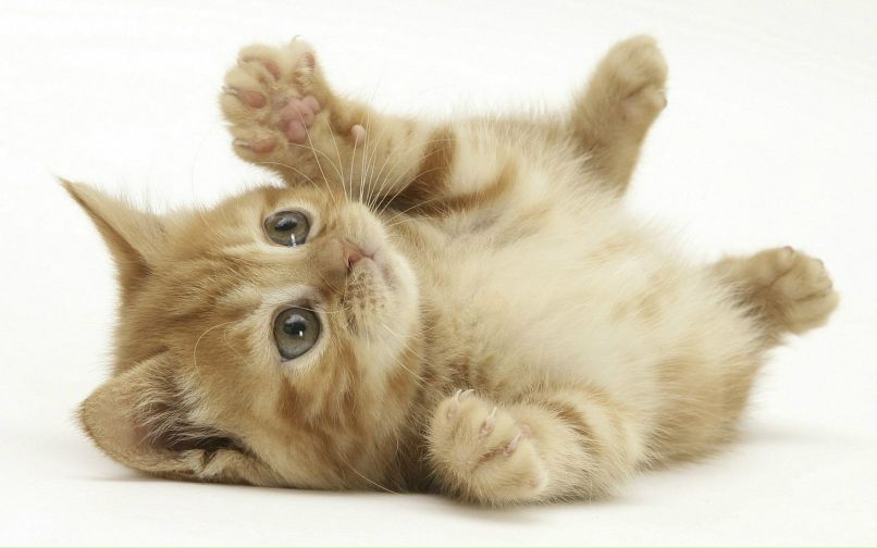 Виктор Демидов | Санкт-Петербург