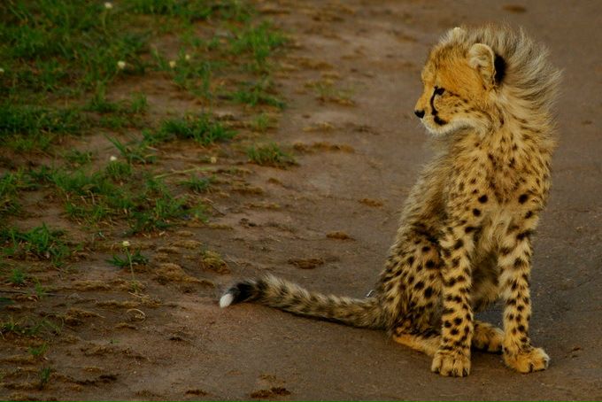 №113, Галина Середа №113, Галина Середа