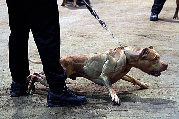 Константин Константинов ибн аль | Бендеры