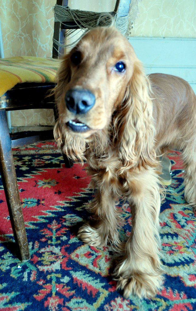 Елена Хайнюк Счастик | Королёв