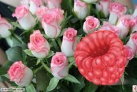 Анечка Лебедева | Москва