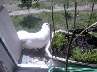 Раиса Билецкая | Киев