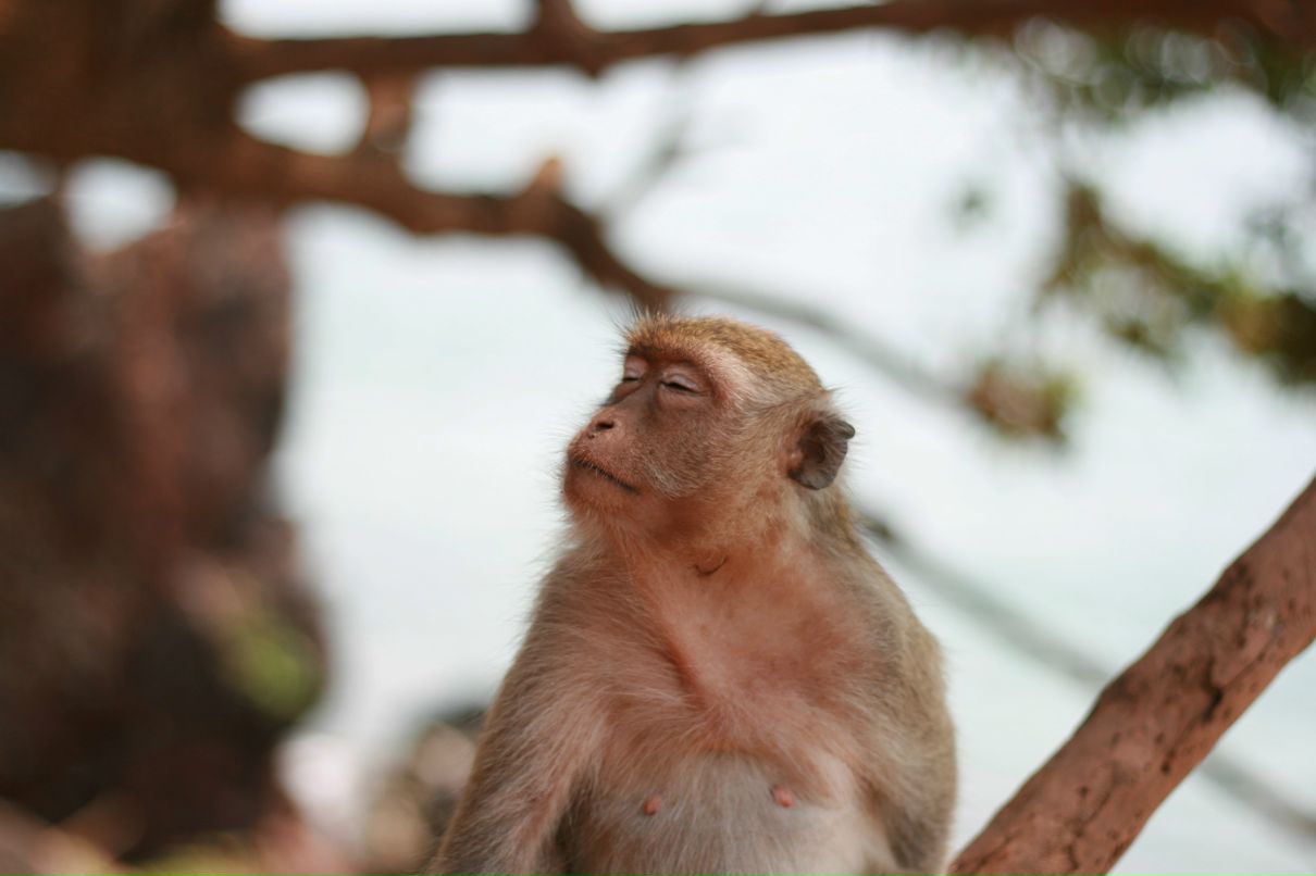 Николай Тимашев | Москва