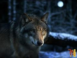 №117, Костянтин Власов, 36 лет, Луцк №117, Костянтин Власов, 36 лет, Луцк