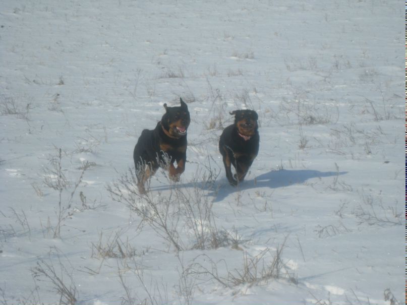 Сява-сява Сява-сява | Одесса