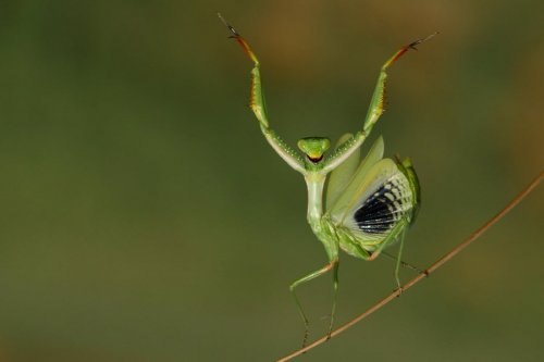 №9, Александр Шадчин №9, Александр Шадчин