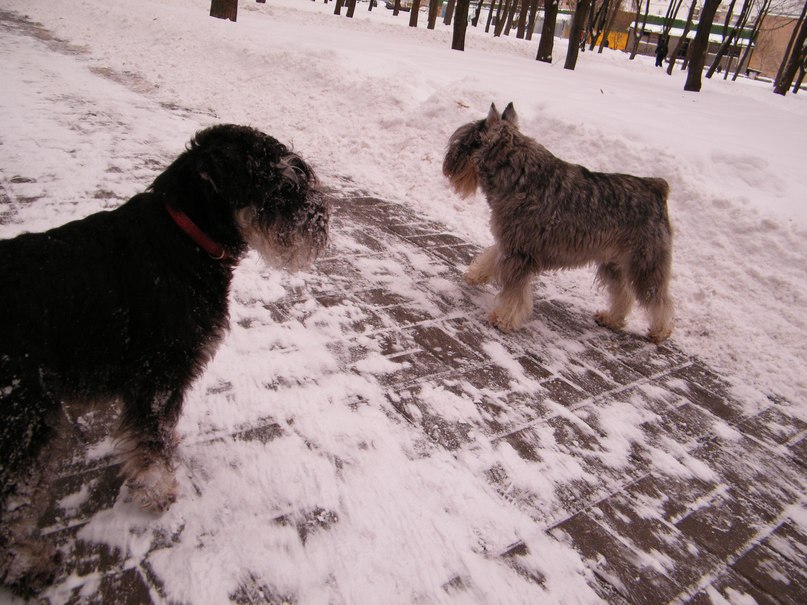 Анна Шамало Veres | Киев