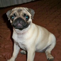 Людмила Петрова