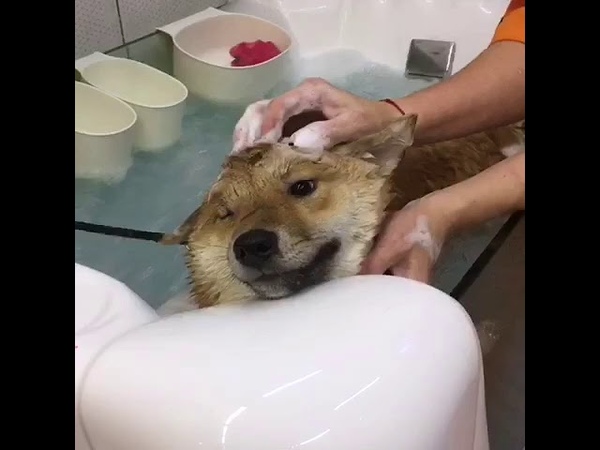 Будущий чистюлька аманогава