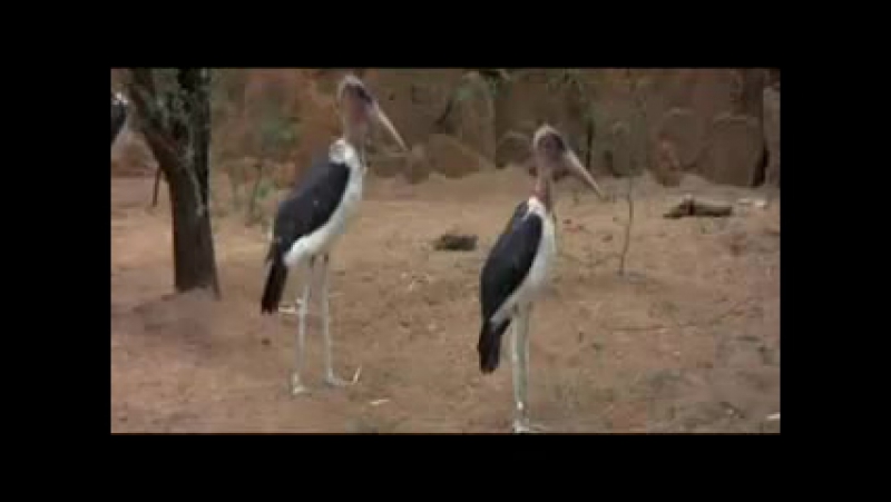 Animals