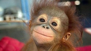 Смешное видео про животных Улетные животные Смешно до слез Очень смешные ролики