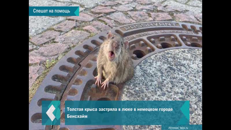 Крыса застряла в люке в германии. Спас крысу. Белгород крыса. Что едят крысы. Спас крысу.