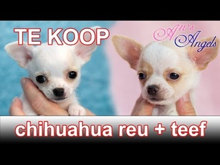 Te koop Chihuahua pups-  An's Angels - litter of Muffin & Maple Leaf