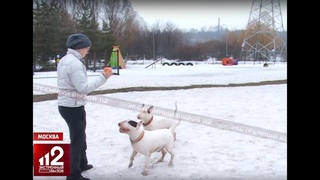 Опасных собак оденут в намордники законодательно!