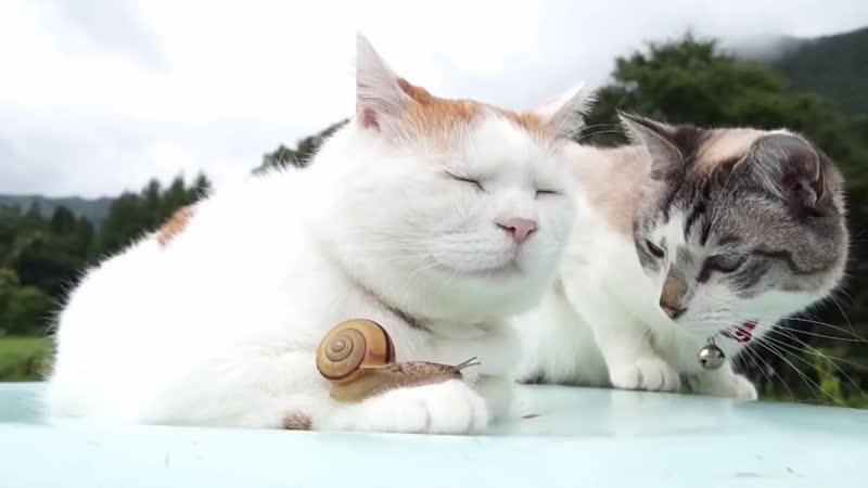 Кот-будда и улитка