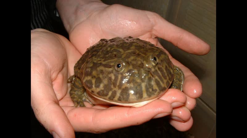 ЧёЧё невероятно отвратителеная отрыжка