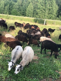 Золотой Телёнок - ферма в деревне Поджигородово