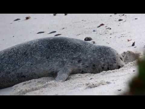 A Seals Search for Santas