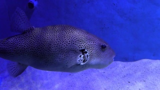 ПОДВОДНЫЙ МИР ЛАНГКАВИ (UnderWater World Langkawi. Pulau Langkawi. Malaysia) (3)