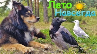 ЛЕТО НАВСЕГДА 3 (ворона Капля, чайка Чуи и собака Марта)