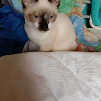 Ольга Валькова | 