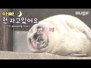 엄빠 위해 자는 척하는 효자 물범ㅋㅋㅋㅋㅣA Good Seal Fake Sleeping For His Parents LOL